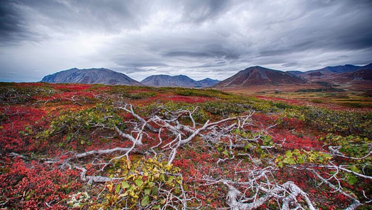 which of the following is not a way humans have impacted the tundra?