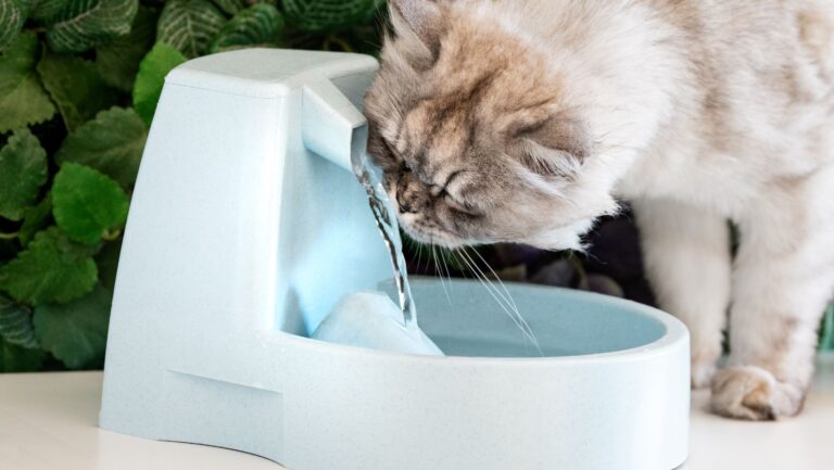 premier pet water fountain